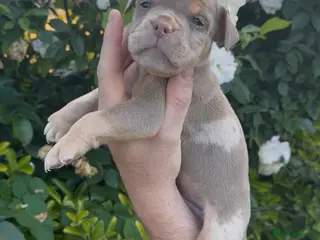 Olde English Bulldogge dogs 7 old tyme bulldog puppies available - Advert 2