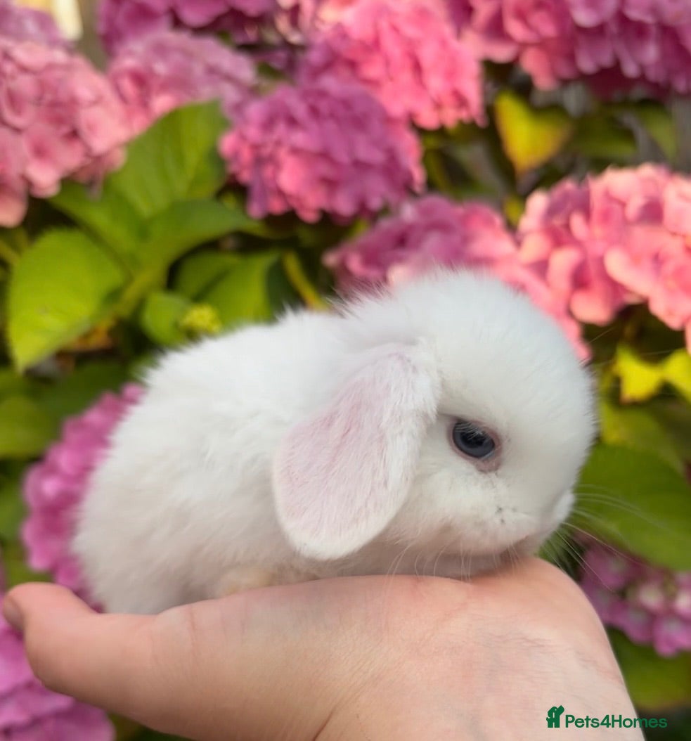 Mini Lop rabbits Vaccinated Mini lops looking for 5⭐️ 🏡 - Advert 11