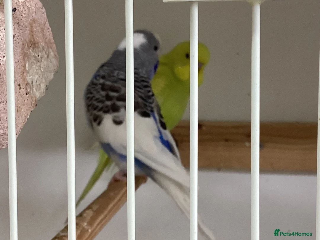 Budgerigars birds for sale: New baby budgies nice colours  - Advert 6
