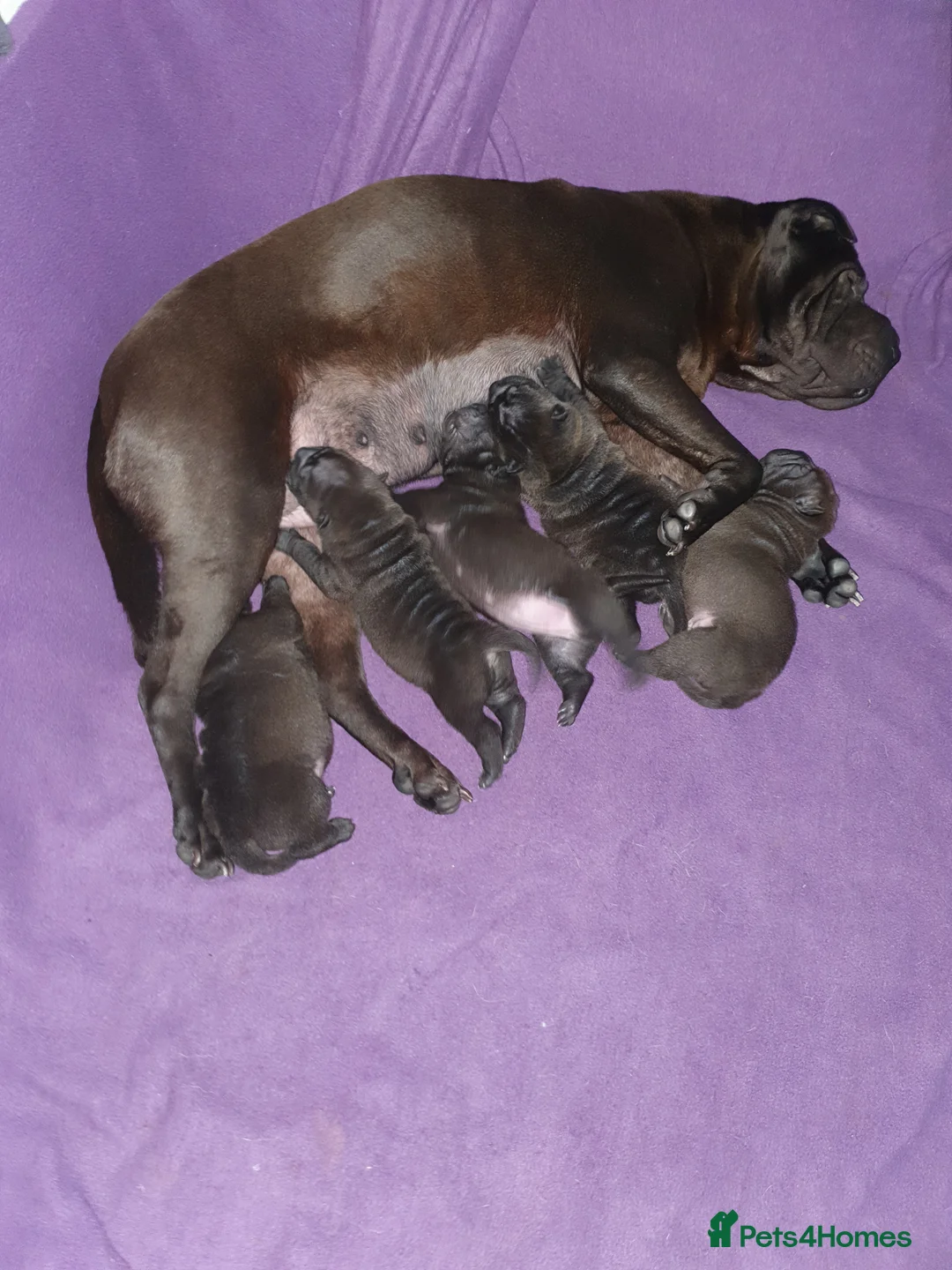 Shar Pei dogs for sale: Stunning KC Registered Shar Pei puppies - Advert 31