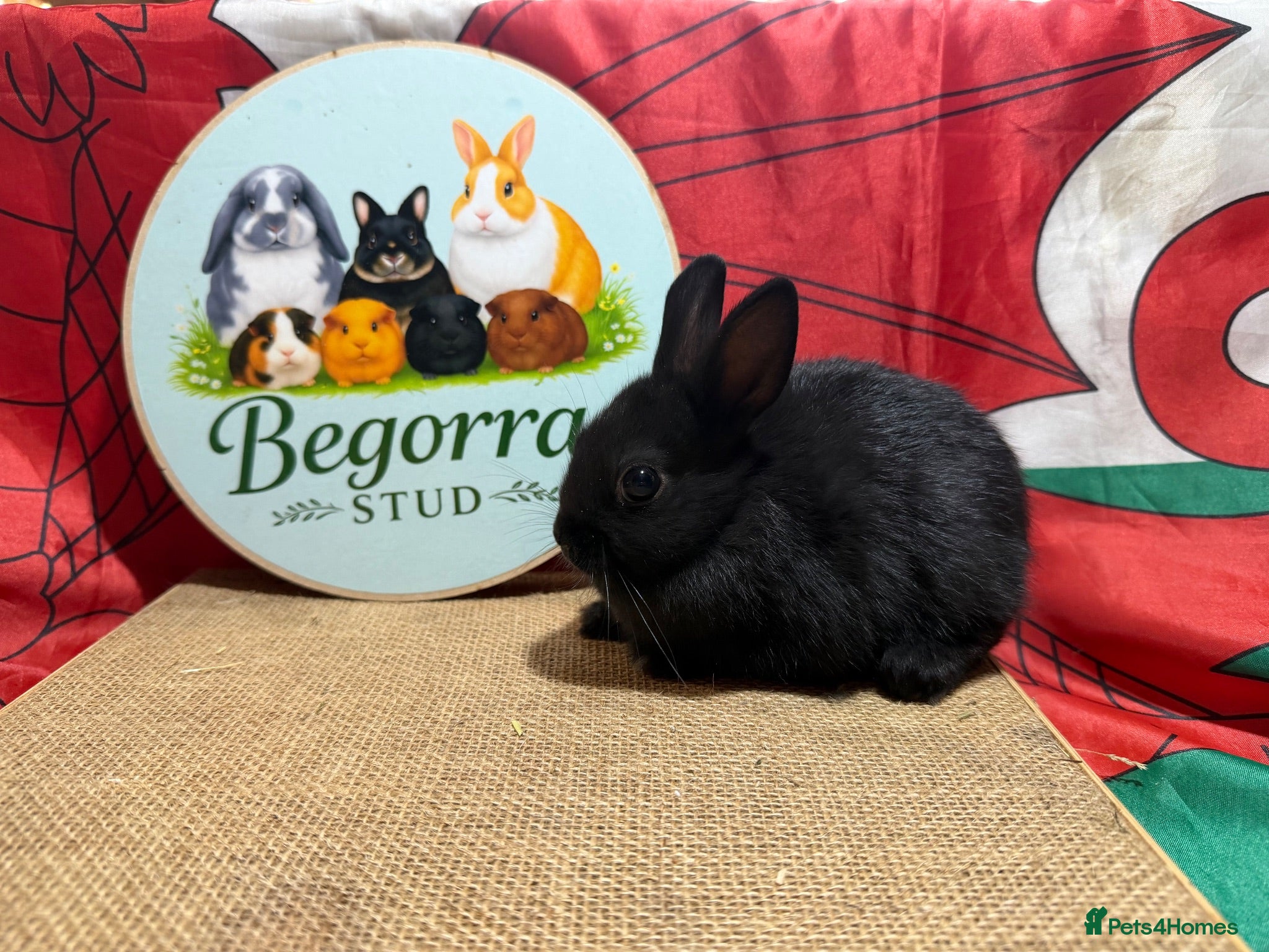 Netherland Dwarf rabbits Gorgeous Netherland dwarfs ready now - Advert 1