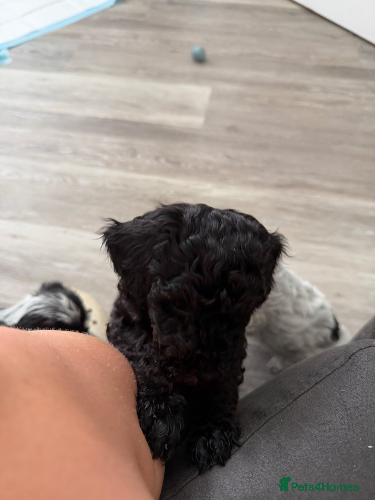 Mixed Breed dogs for sale: Jackapoo Puppies - Advert 9