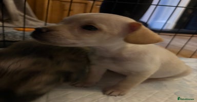 Mixed Breed dogs - Advert 5