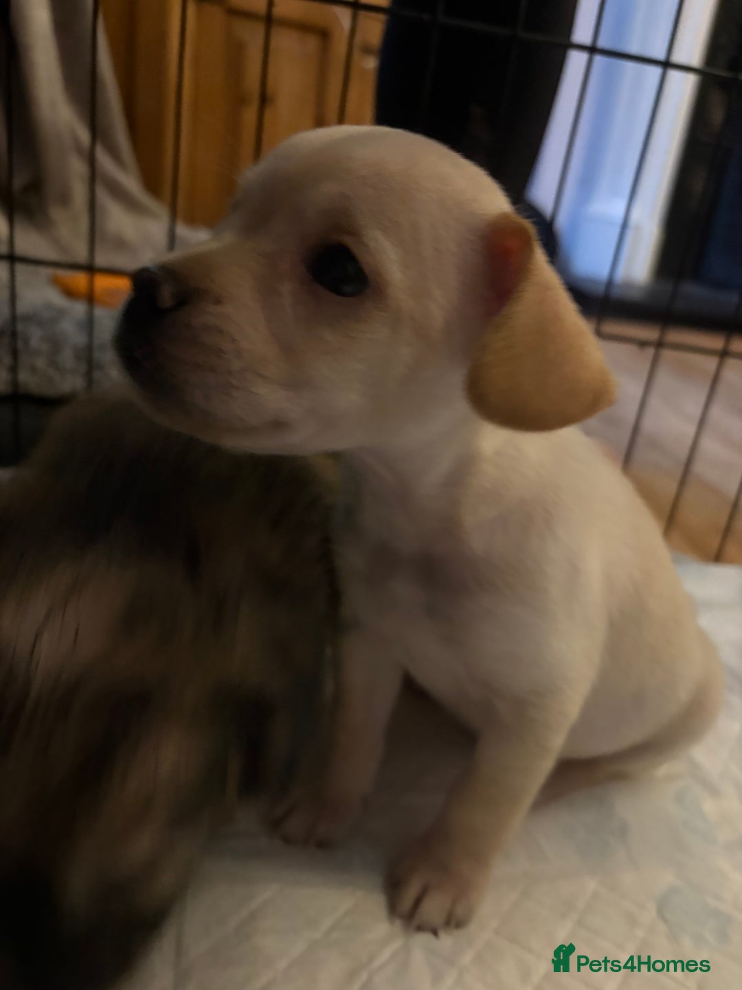 Mixed Breed dogs for sale: Fluffy Frenchie x Jackapoo  - Image 3