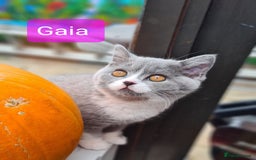 British Shorthair cats for sale: 4 PEDIGREE kittens READY TO GO! 2 LEFT - Image 5