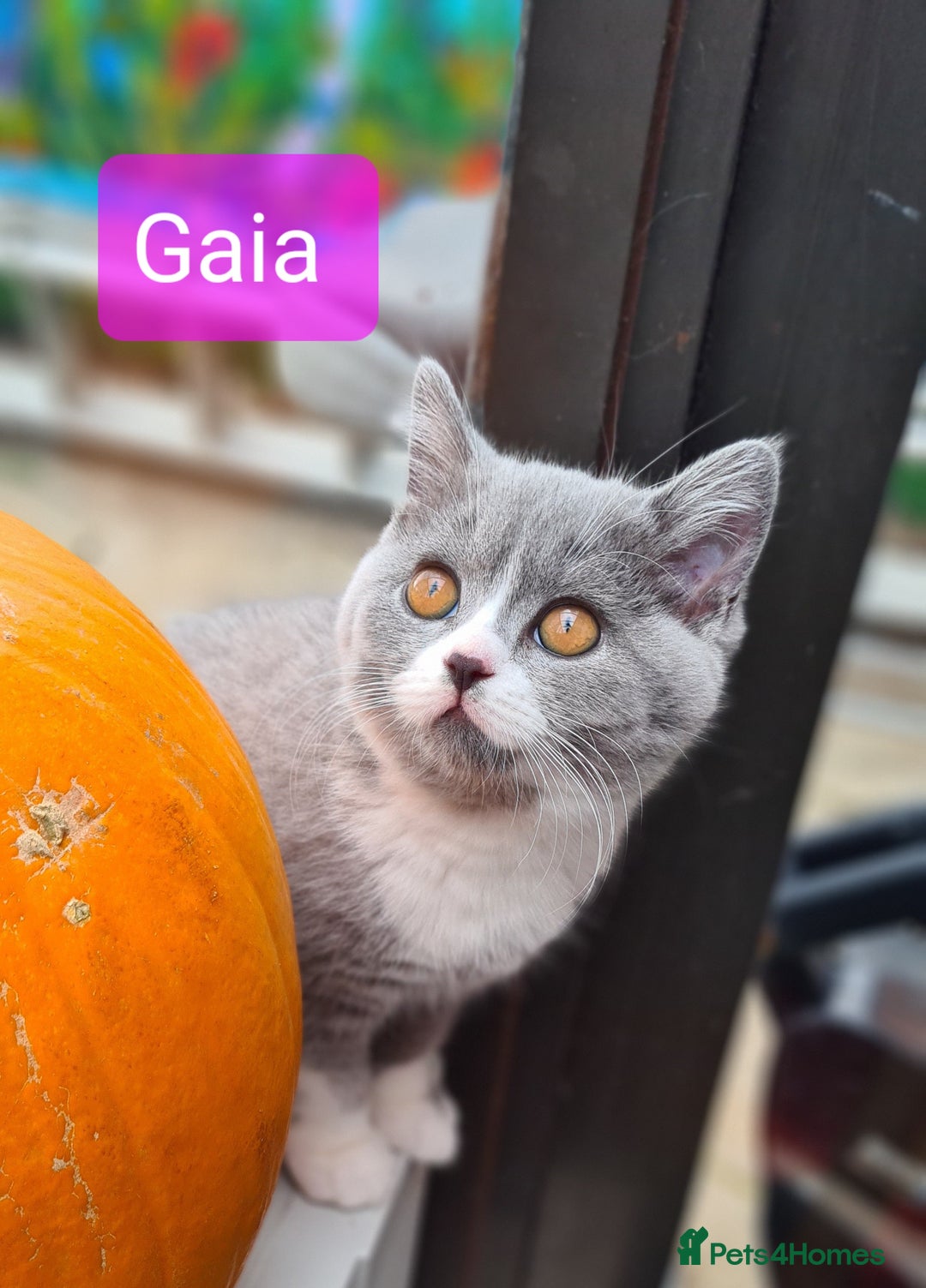 British Shorthair cats for sale: 4 PEDIGREE kittens READY TO GO! 2 LEFT - Image 5