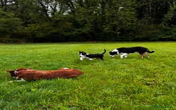 Border Collie dogs for sale: Lovely Boy looking for forever home  - Image 3