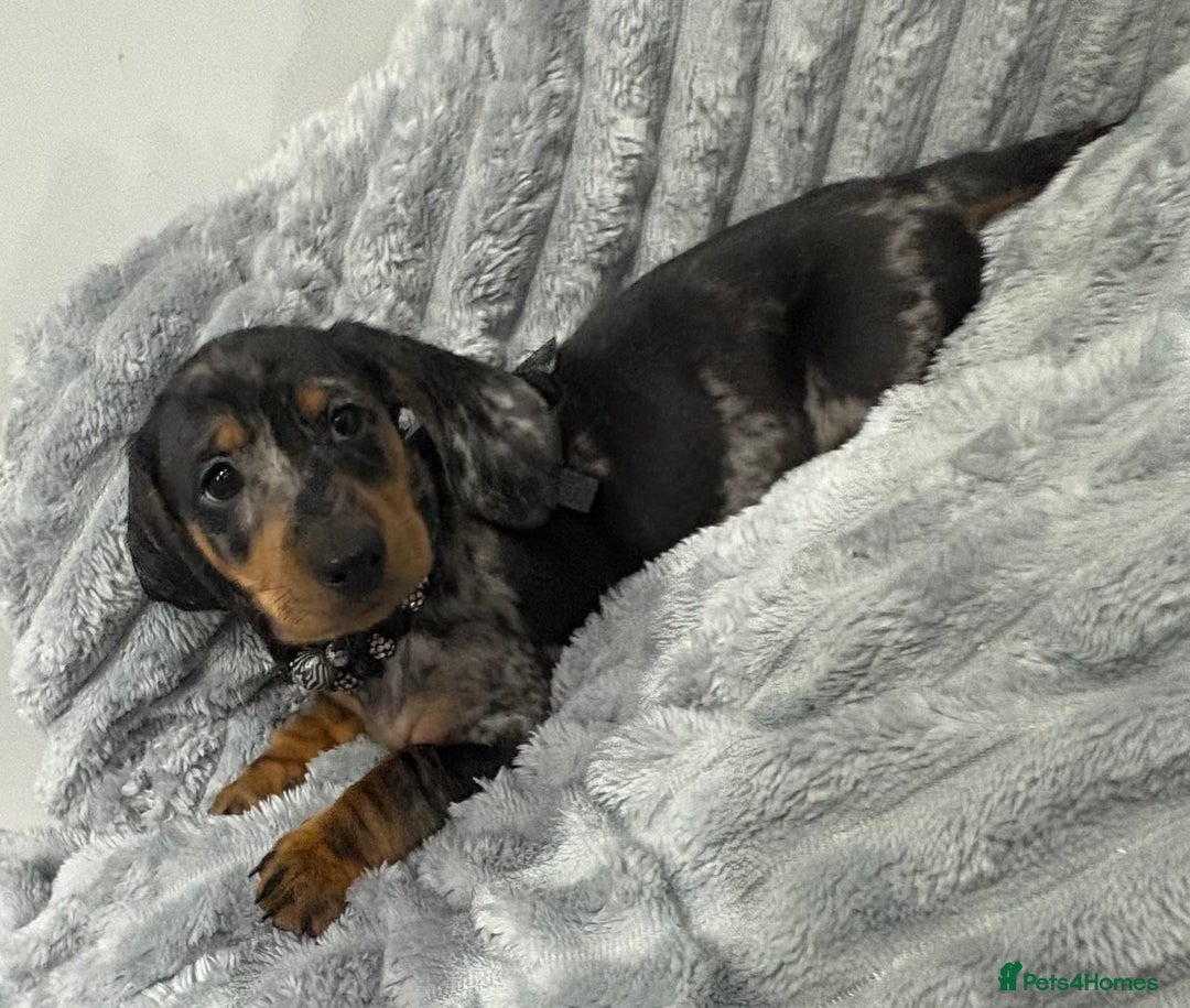 Miniature Dachshund dogs for sale: Gorgeous Miniature Dachshunds - Advert 37