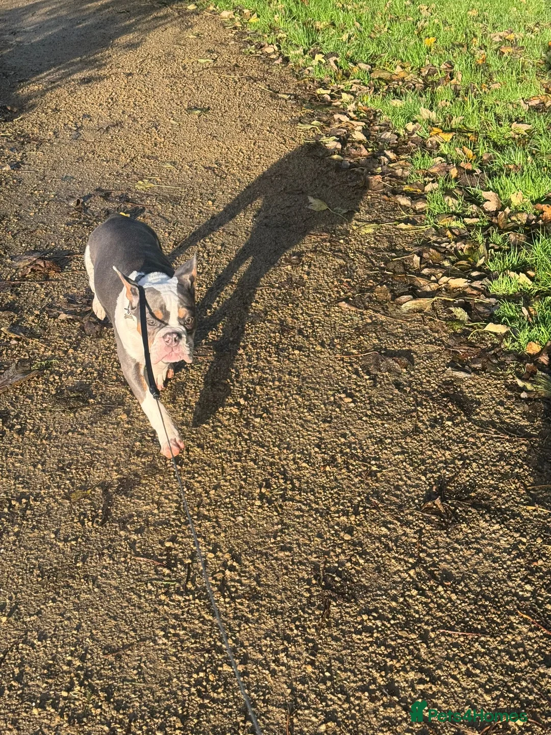 Mixed Breed dogs for sale: Remmie  - Advert 6