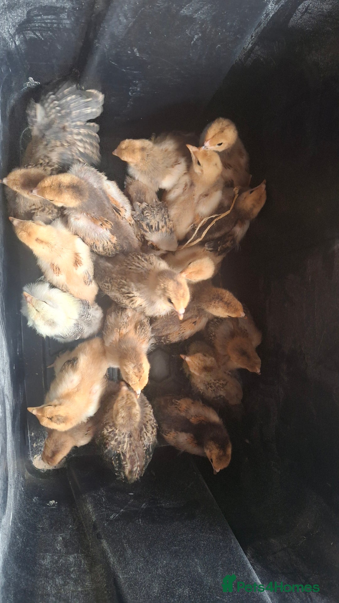 Chickens poultry for sale: Brahma chicks available  - Image 4