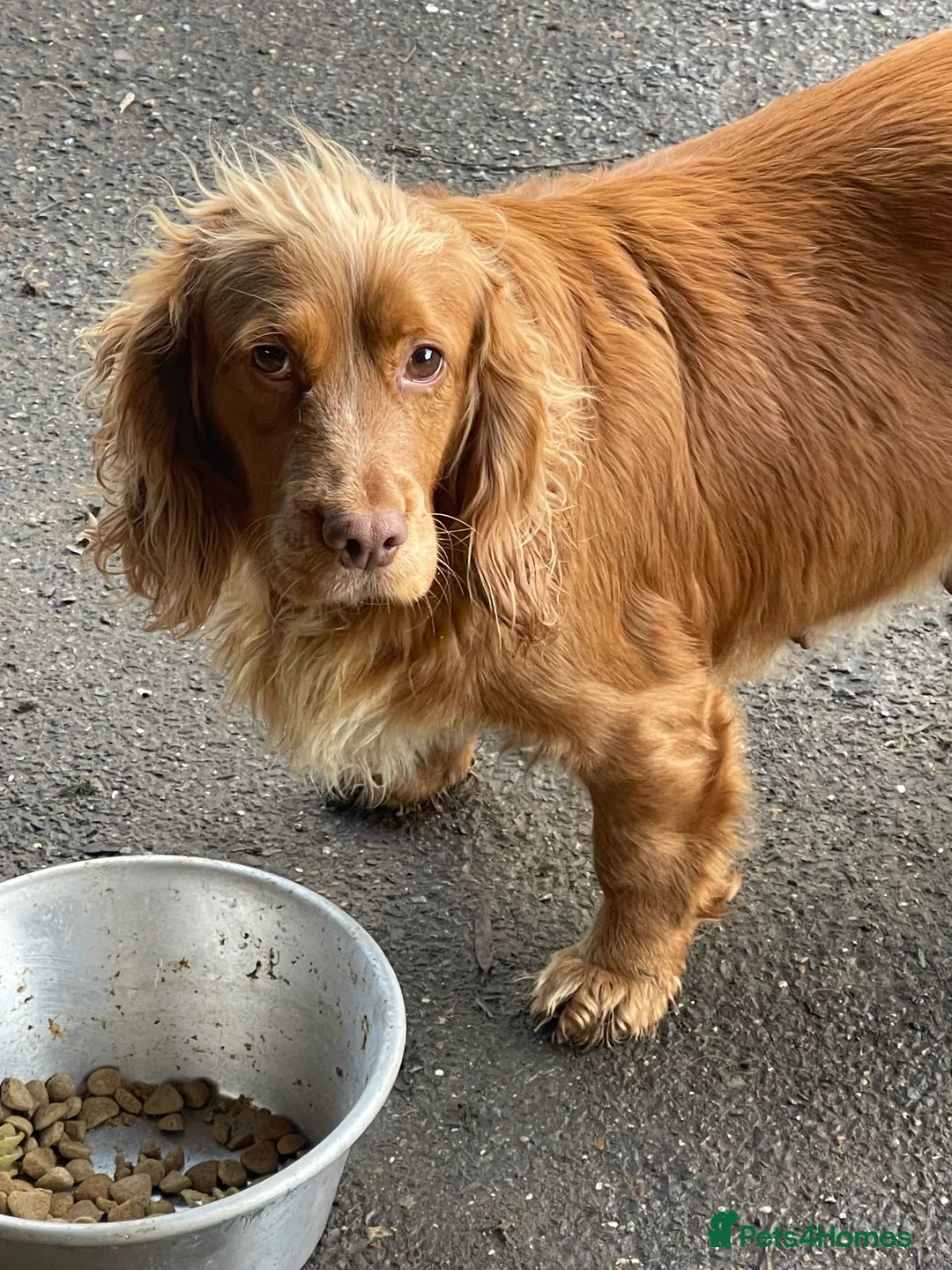 Cocker Spaniel dogs for sale: Girl Cocker spaniel  - Advert 4