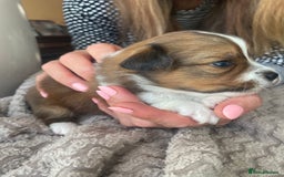 Mixed Breed dogs for sale: Lhasa Apso/ Jackhuahua puppies  - Image 13
