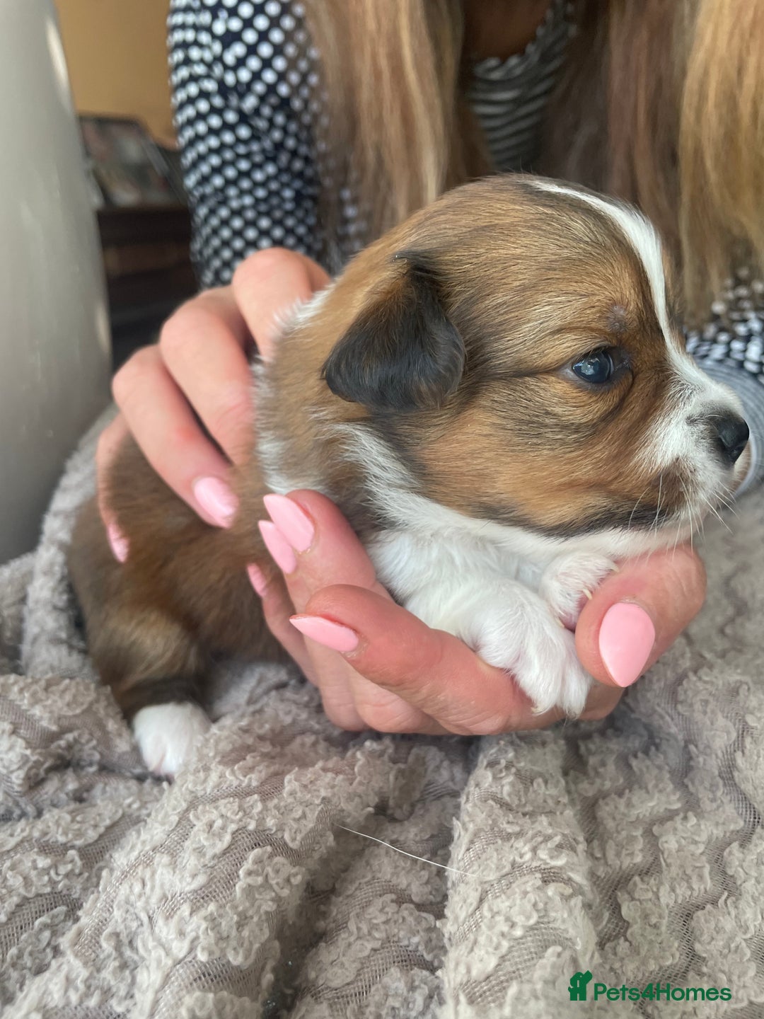 Mixed Breed dogs for sale: Lhasa Apso/ Jackhuahua puppies  - Image 13