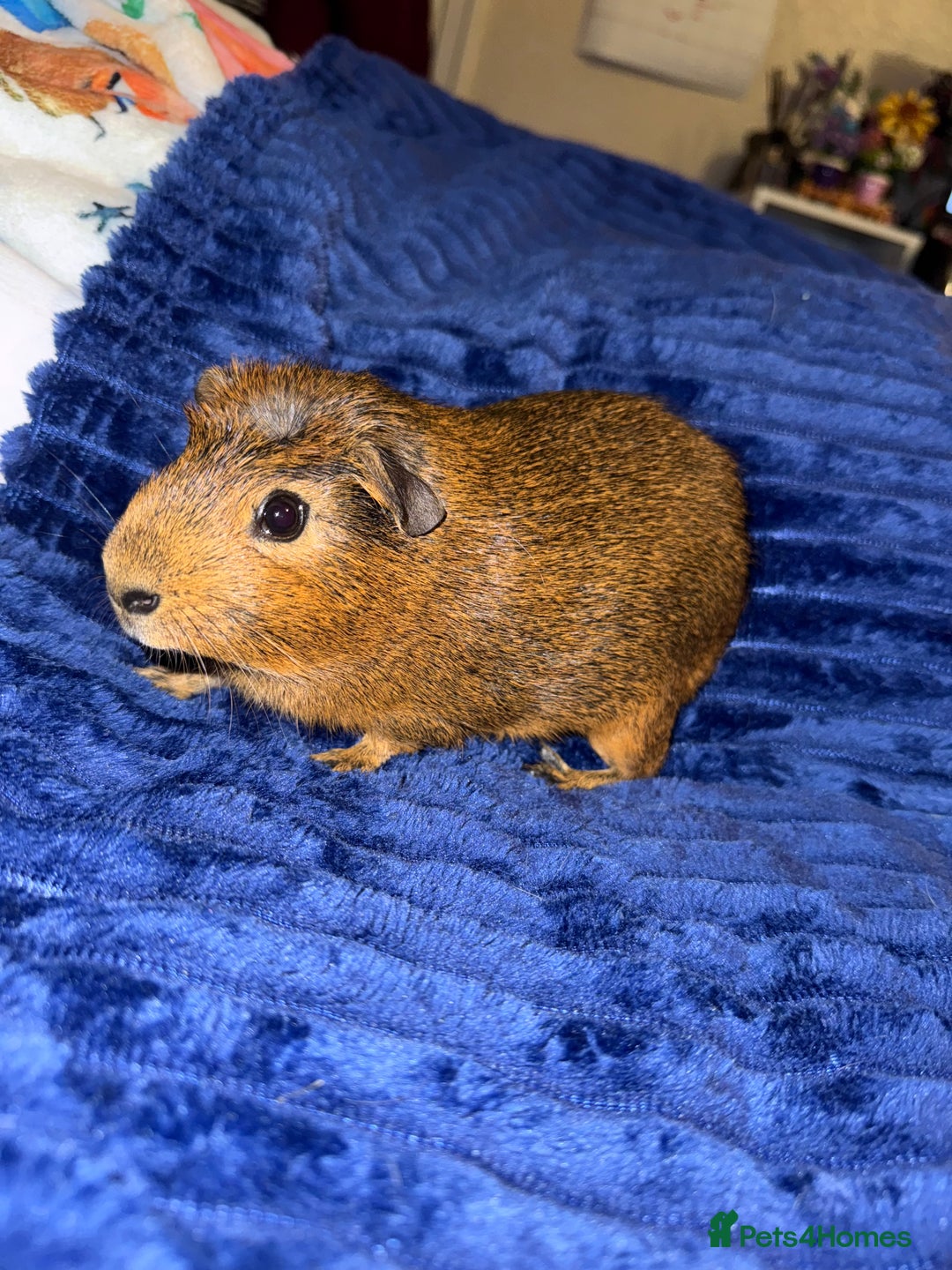 Guinea Pig rodents for sale: Male Guinea Pigs  - Advert 10