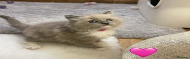 Ragdoll Kitten 4