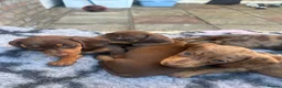 Miniature Dachshund dogs for sale: 4 miniature dachshund puppies  - Advert 4