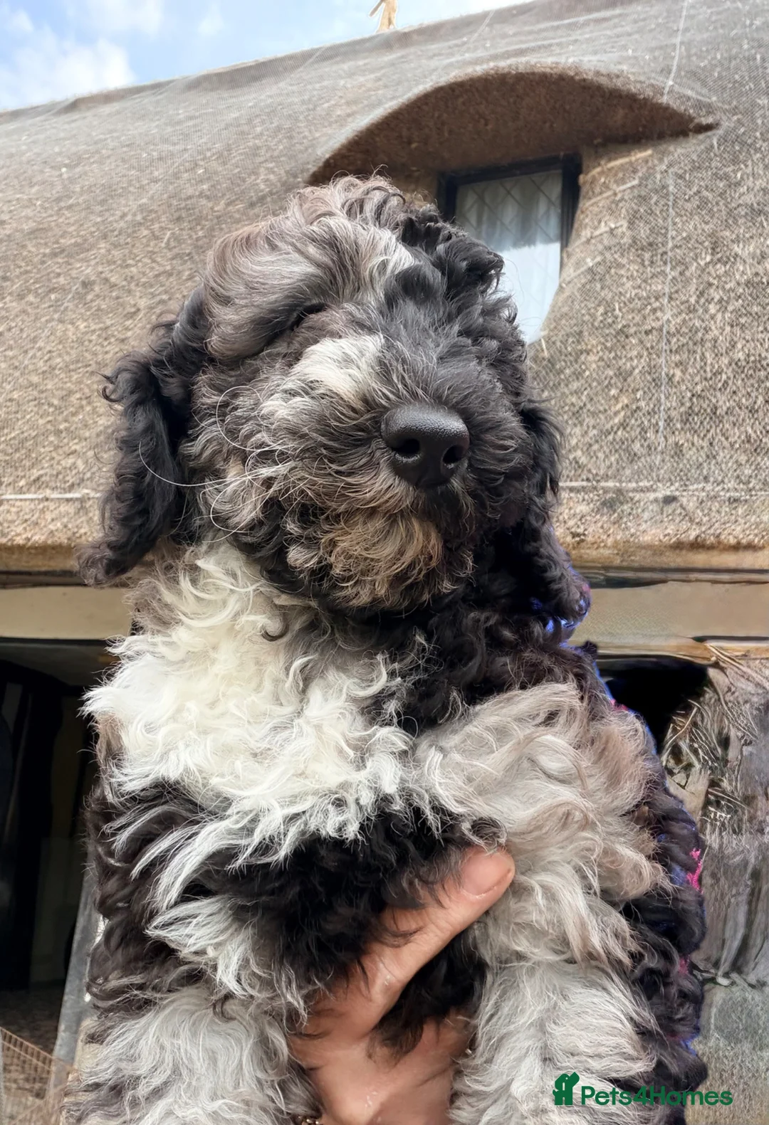 【MAISON MARBLE】Poodle Fur Coat Girls only Reduced £1000 Merle miniature poodles for sale in