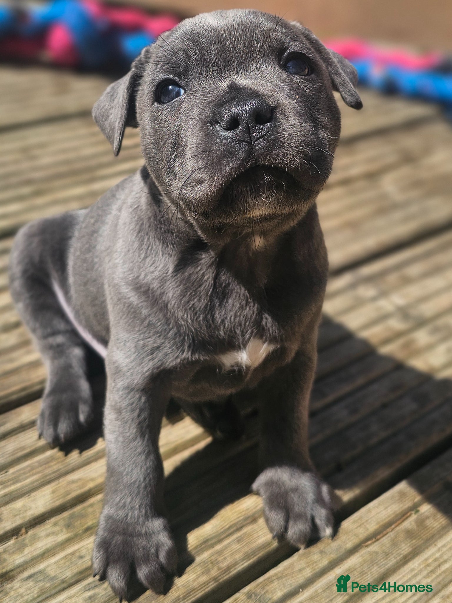 Staffordshire Bull Terrier dogs 💙Just 1 boy left 💙 Blue Staff Pup, KC Reg 💙🐾 - Advert 2