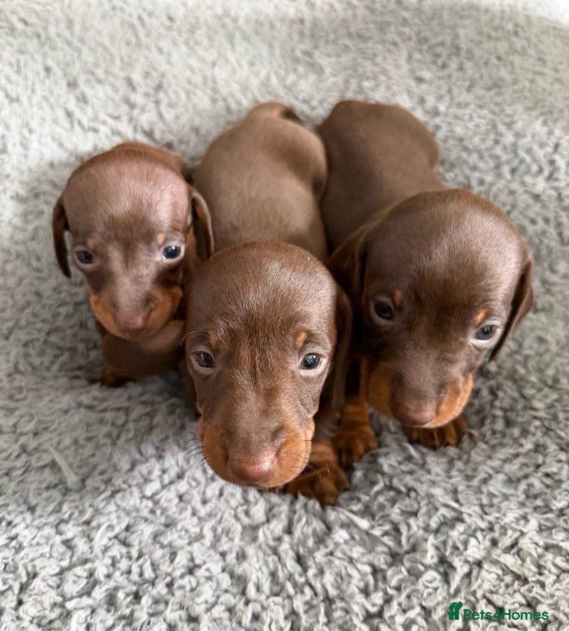 Miniature Dachshund dogs Miniature dachshund  - Advert 4