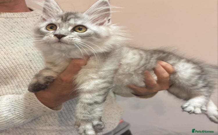 Maine Coon cats - Advert 3