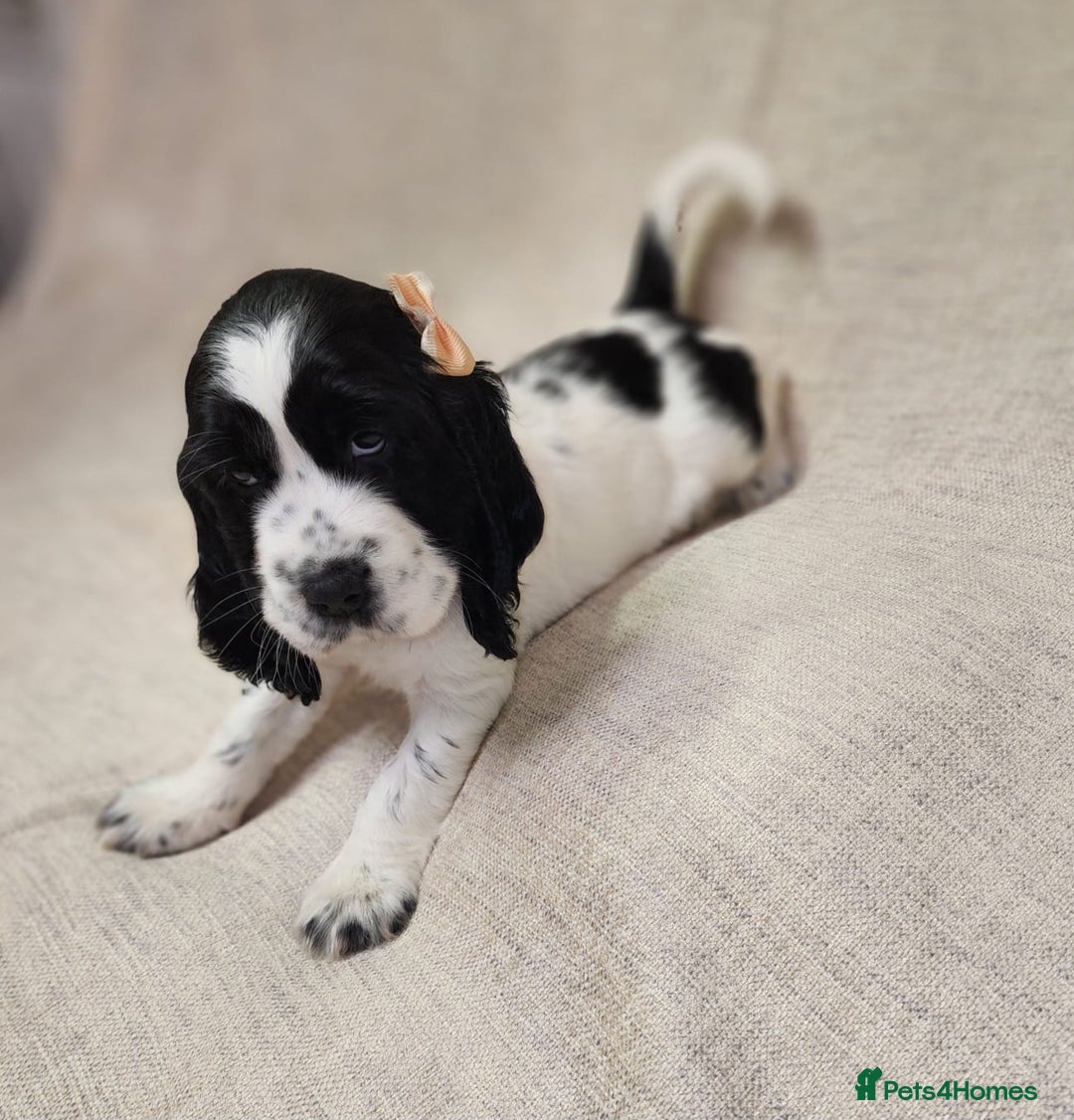 Cocker Spaniel dogs for sale: Show type unique markings cocker spaniel puppies  - Advert 18