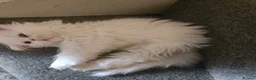 Persian cats for sale: White as snow boy looking for a new home  - Advert 9