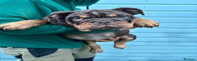 English Bulldog Puppy 4