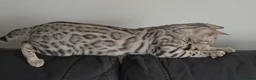 Bengal cats for sale: Outstanding Tica Show quality bengal kitten's - Advert 3