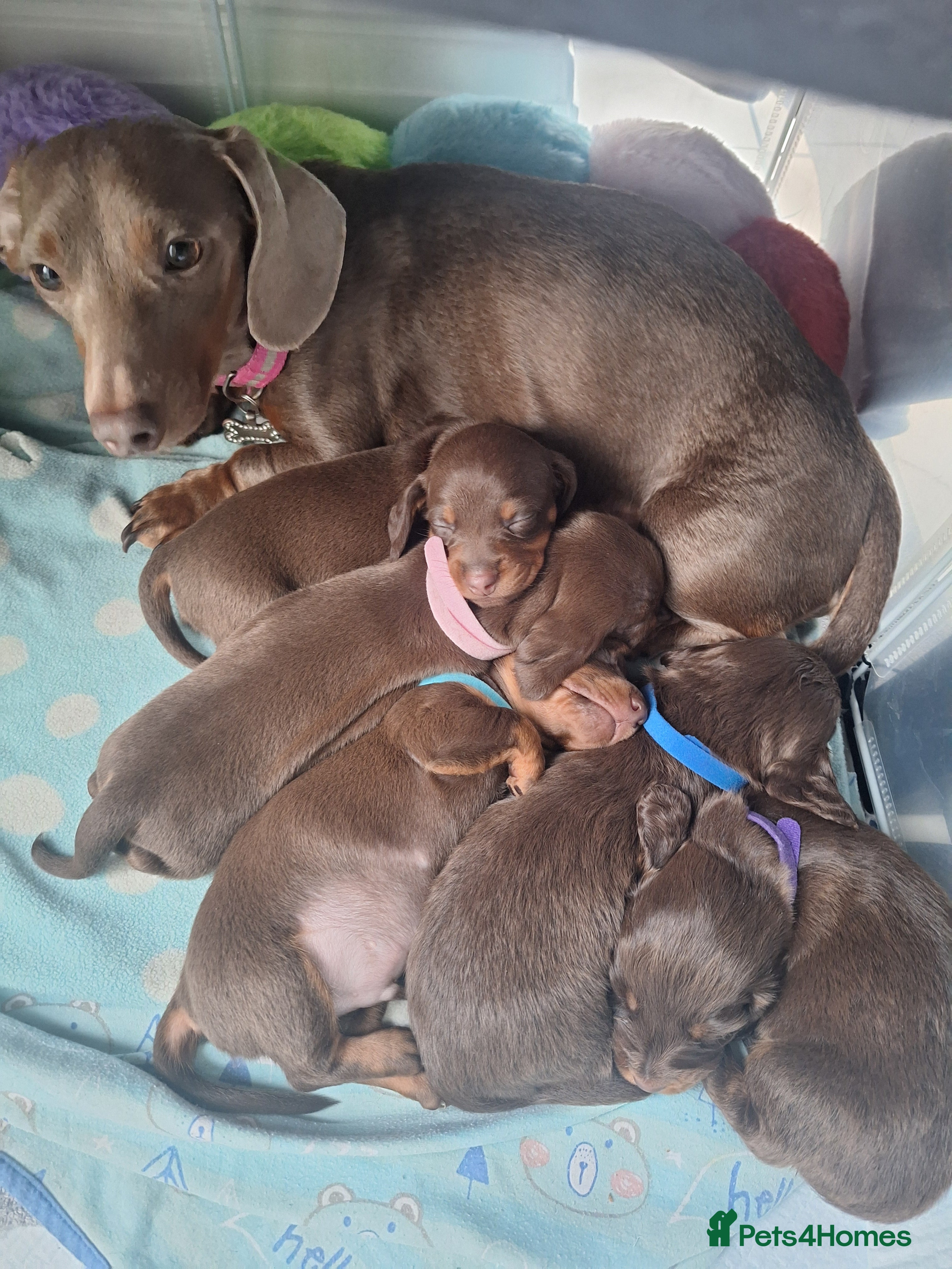 Miniature Dachshund dogs 5 miniature dachshunds - Advert 6