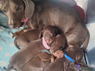 Miniature Dachshund dogs 5 miniature dachshunds - Advert 6