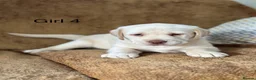 Labrador Retriever dogs for sale: Chunky Labrador puppies - Advert 22