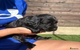 Cocker Spaniel dogs for sale: 3 Beautiful cocker spaniel puppies 2 boys 1 girl - Image 9