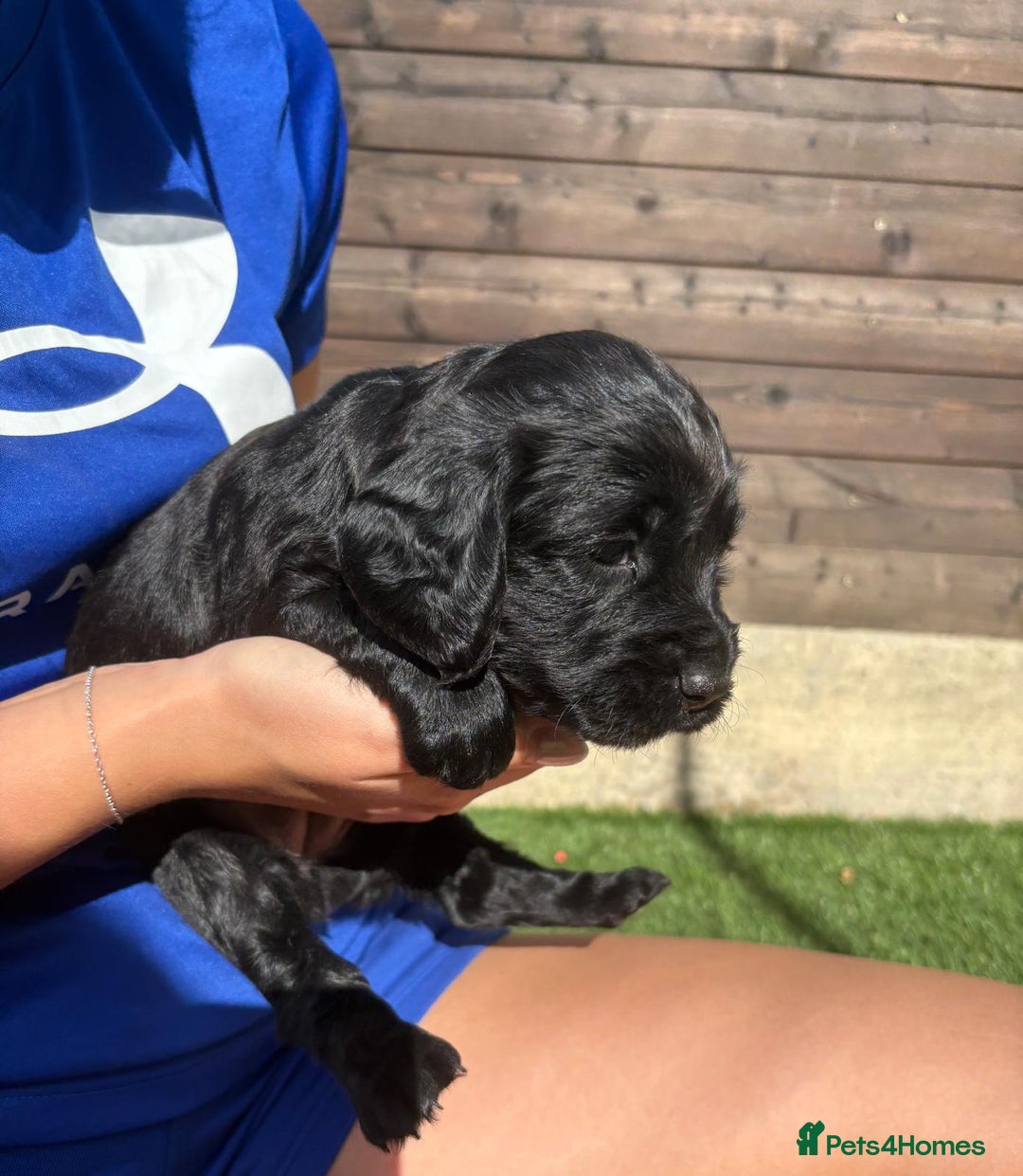 Cocker Spaniel dogs for sale: 3 Beautiful cocker spaniel puppies 2 boys 1 girl - Image 9