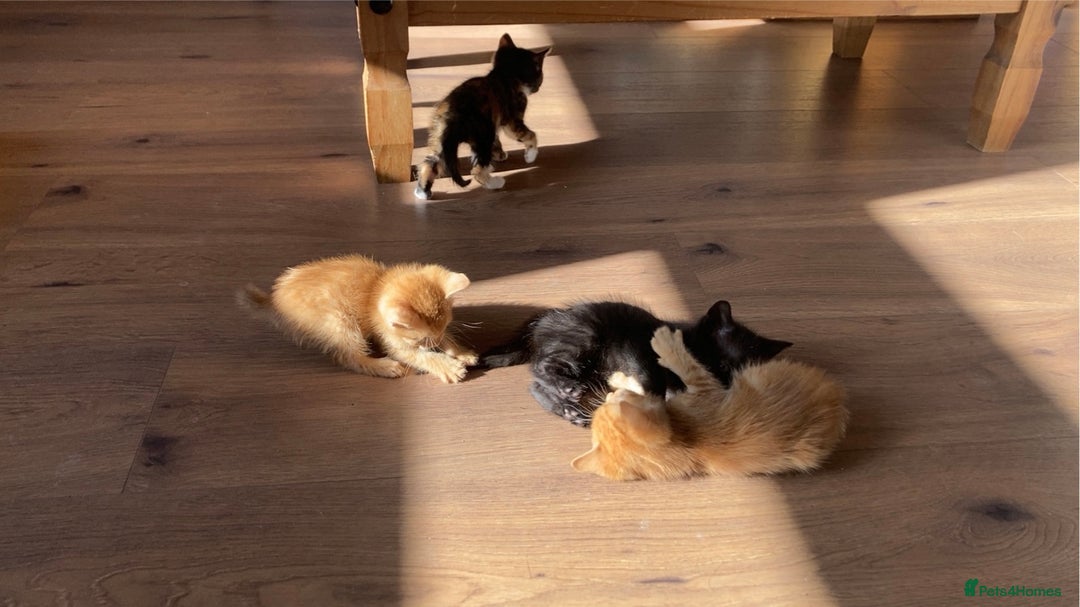Domestic Shorthair cats for sale: 5 kittens looking for homes :)  - Image 9