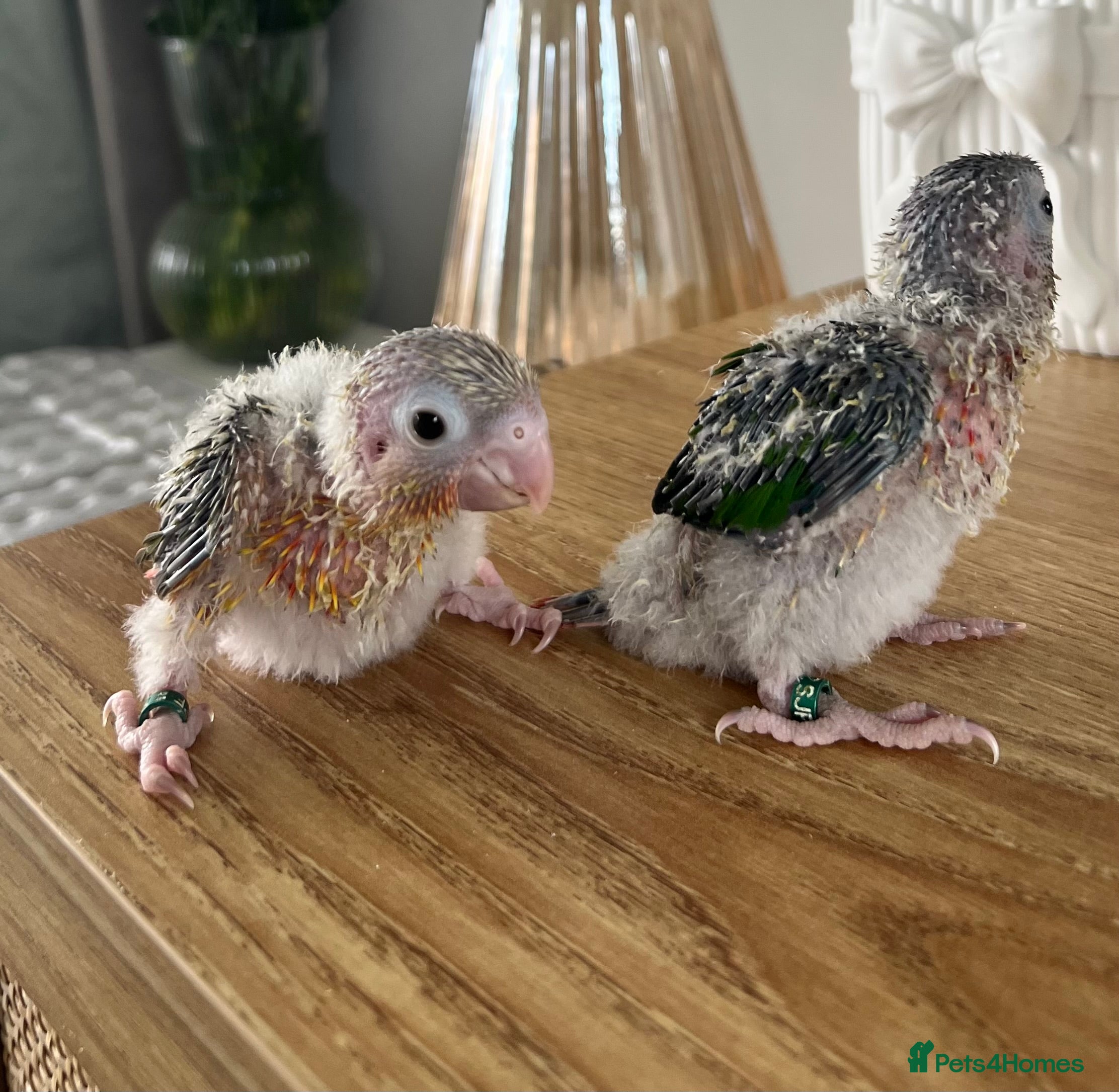 Conures birds Stunning Pineapple Conure Chicks - Advert 5