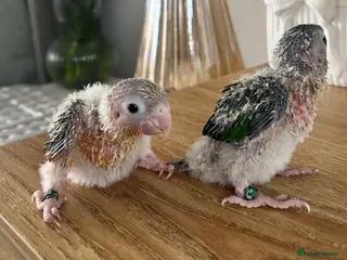 Conures birds Stunning Pineapple Conure Chicks - Advert 5