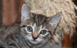 Bengal cats for sale: Adorable, affectionate, so cute kittens for sale!! - Image 36