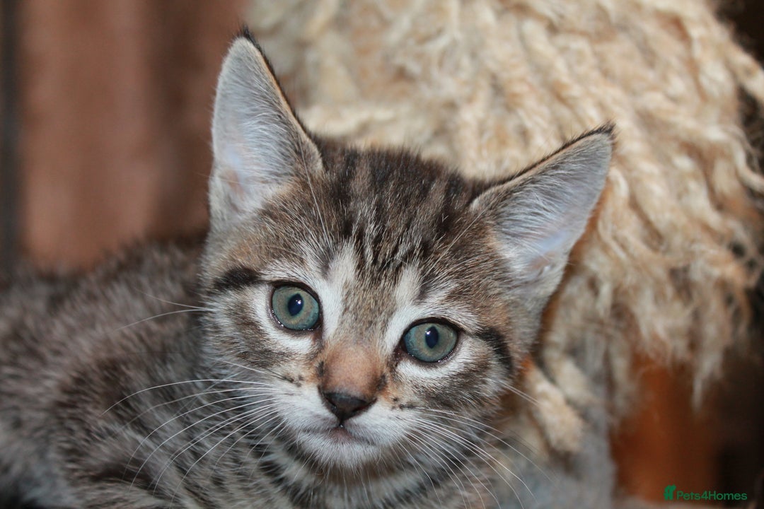 Bengal cats for sale: Adorable, affectionate, so cute kittens for sale!! - Image 36