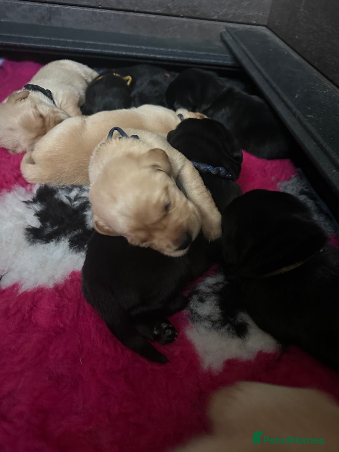 Labrador Retriever dogs for sale: Stunning KC Registered FoxRed/Black Labrador Pups  - Image 11