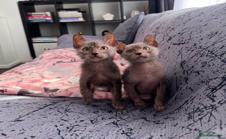Lykoi cats - Advert 1