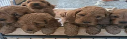 Cockapoo dogs for sale: Stunning f1 fox red cockapoos  - Advert 9