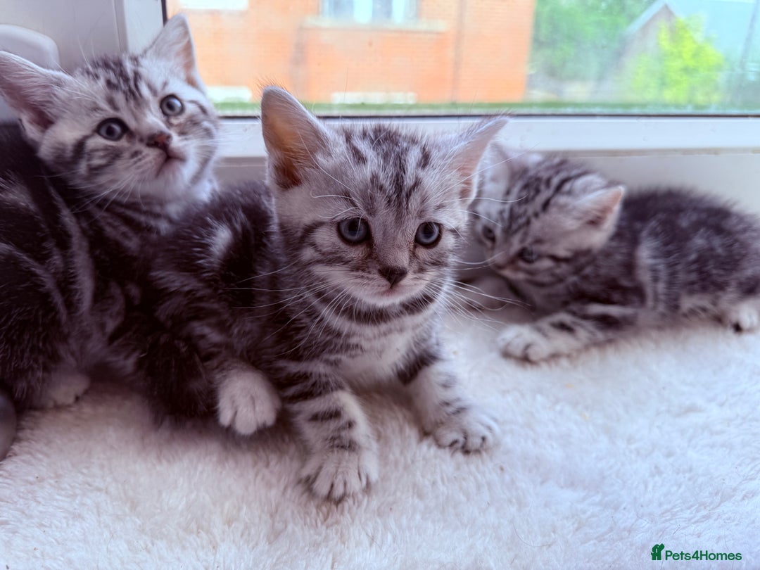British Shorthair cats for sale: GCCF Rare Show Quality BSH Silver Tabby Kittens - Image 4