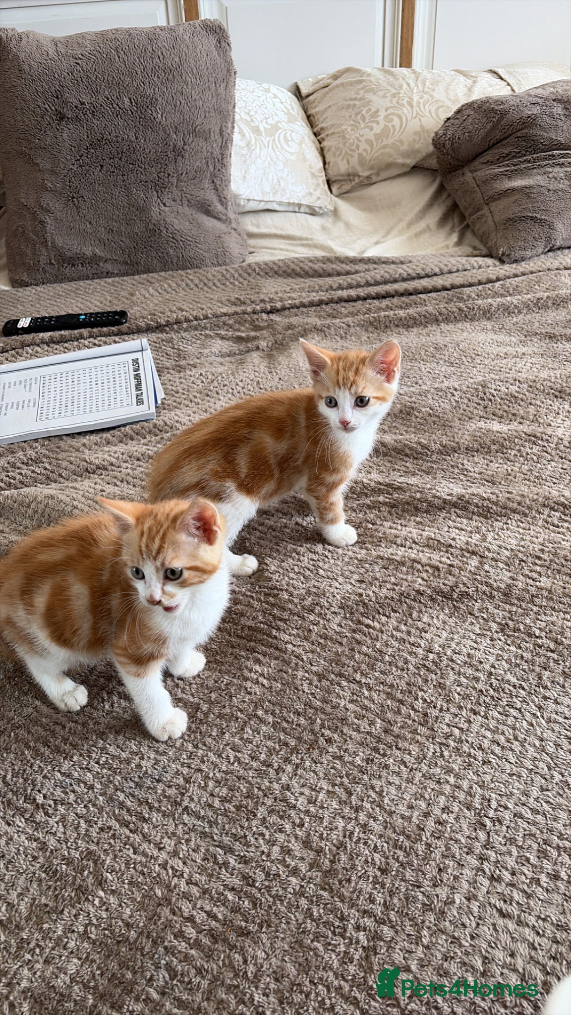 Mixed Breed cats Beautiful kittens - Advert 1