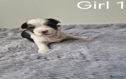 Biewer Terrier dogs for sale: Yorkshire Biewer Terriers Puppies - Image 3