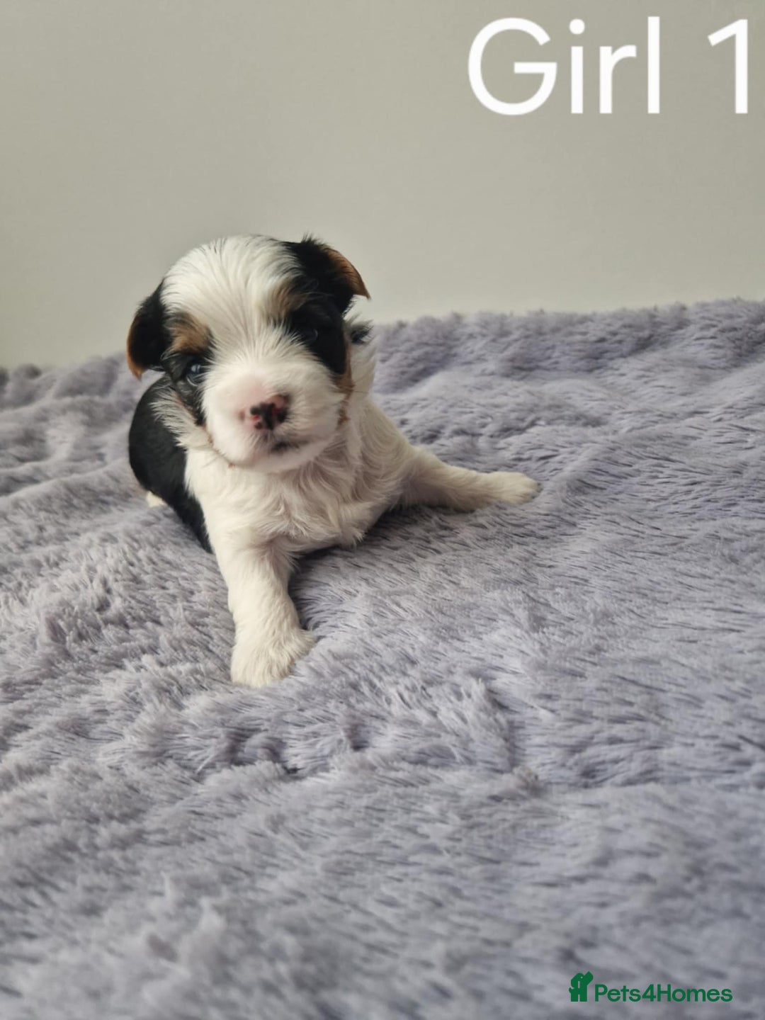 Biewer Terrier dogs for sale: Yorkshire Biewer Terriers Puppies - Image 3
