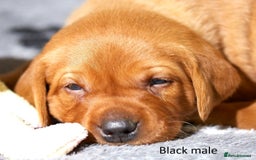 Labrador Retriever dogs for sale: Fox red labrador pups for sale - Image 15