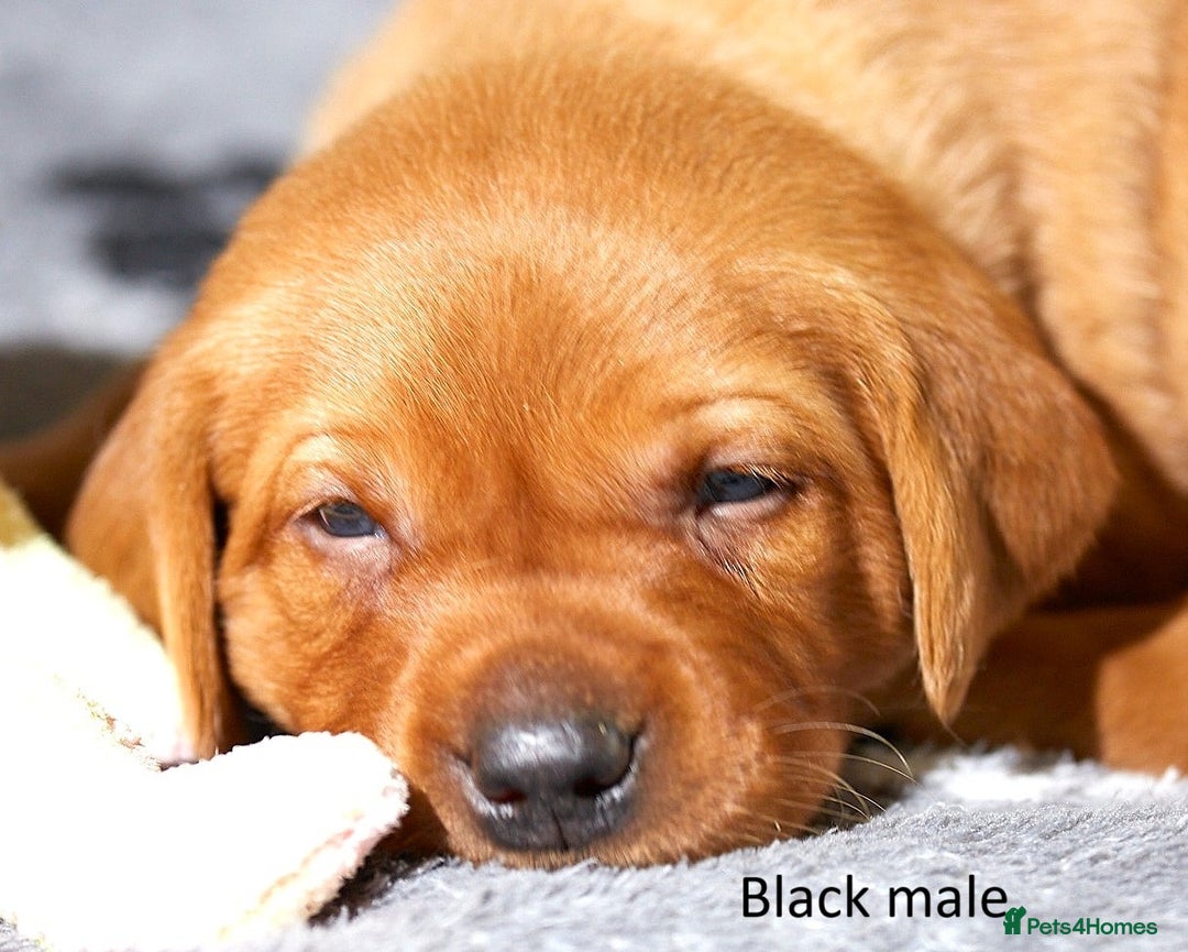 Labrador Retriever dogs for sale: Fox red labrador pups for sale - Image 15