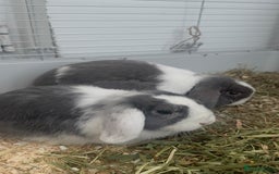 Mini Lop rabbits for sale: Mini Lop Sisters Looking for a Loving Home! - Image 1
