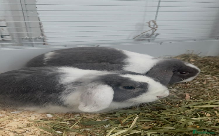 Mini Lop rabbits - Advert 2