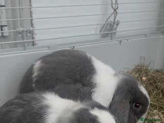 Mini Lop rabbits - Advert 30